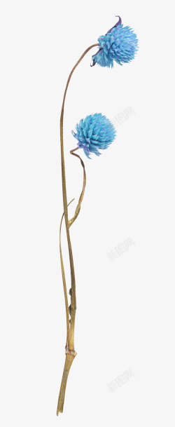 水彩花卉装饰素材