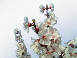 白色花的树白色杏花树枝高清图片