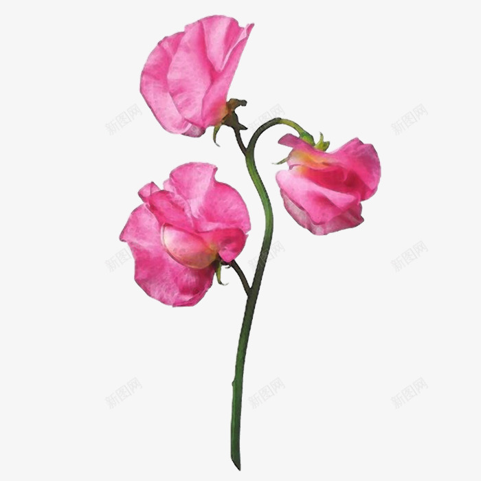 红色花朵花枝彩绘png免抠素材_88icon https://88icon.com 彩绘 素材 红色 花朵 花枝