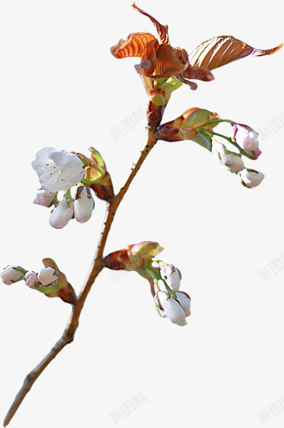 花枝花草红色花瓣绿色叶子png免抠素材_88icon https://88icon.com 叶子 红色 绿色 花枝 花瓣 花草