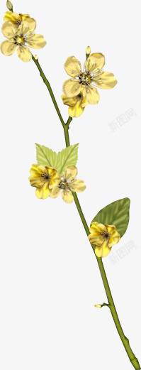 黄色花朵花枝绿叶素材