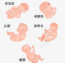 宝宝胚胎体检素材
