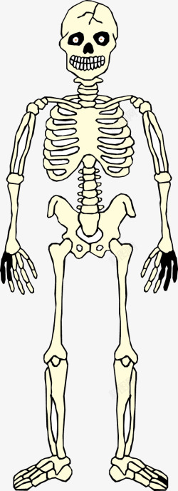 解刨人体骷髅矢量图高清图片