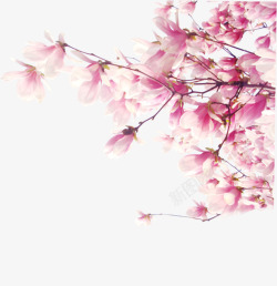 粉色花枝盛开素材
