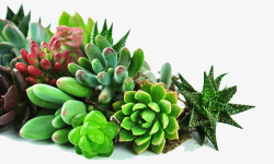 6多肉植物素材