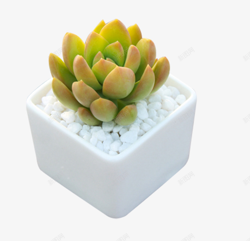 植物黄丽多肉观音莲png免抠素材_88icon https://88icon.com 植物 盆栽 精品多肉 绿植含 观音莲 黄丽多肉