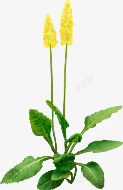 黄色花朵绿色花枝素材