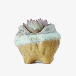 多肉植物盆栽小素材