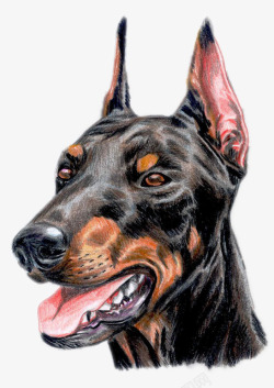 手绘的精致的狗的头像素材