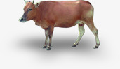 疾病防治动物牛疾病防治医院高清图片