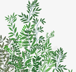 手绘夏日植物绿色树叶清新装饰插素材