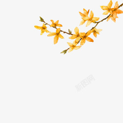 黄色清新花枝装饰图案素材