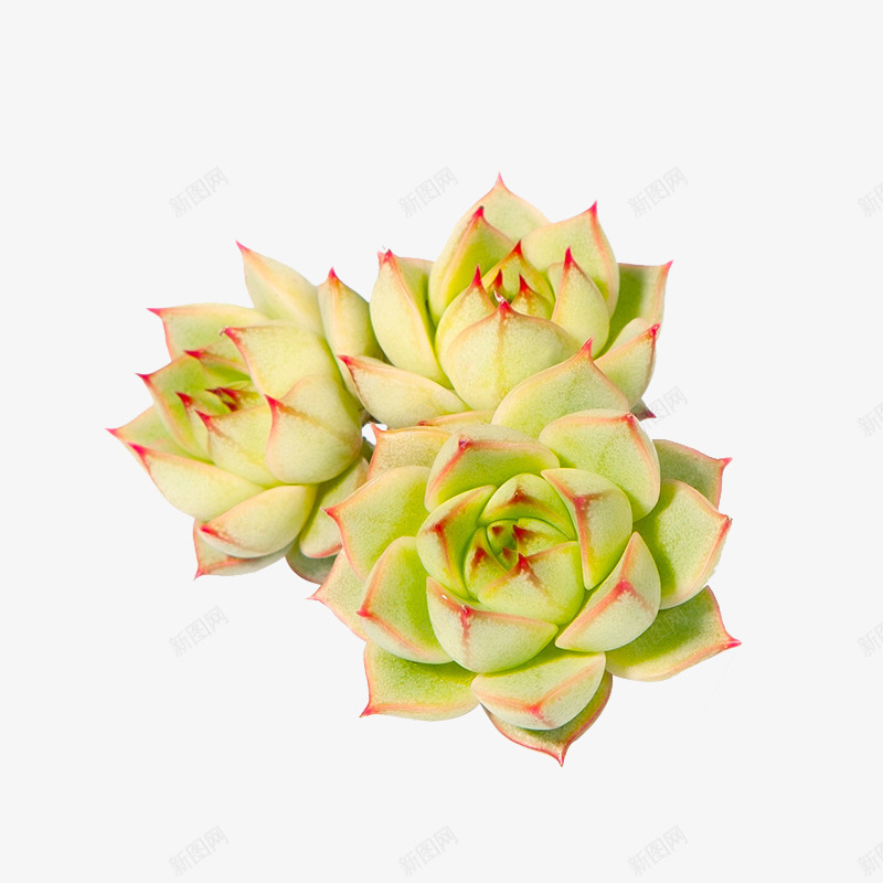 多肉植物png免抠素材_88icon https://88icon.com PNG 多肉植物 植物 绿色 肥厚叶子