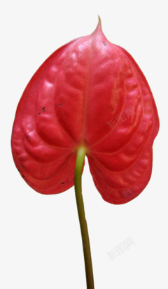 红色花朵花枝装饰素材