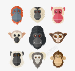猴子和猩猩素材