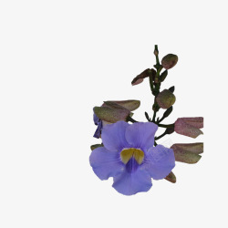 紫色花朵花枝装饰素材