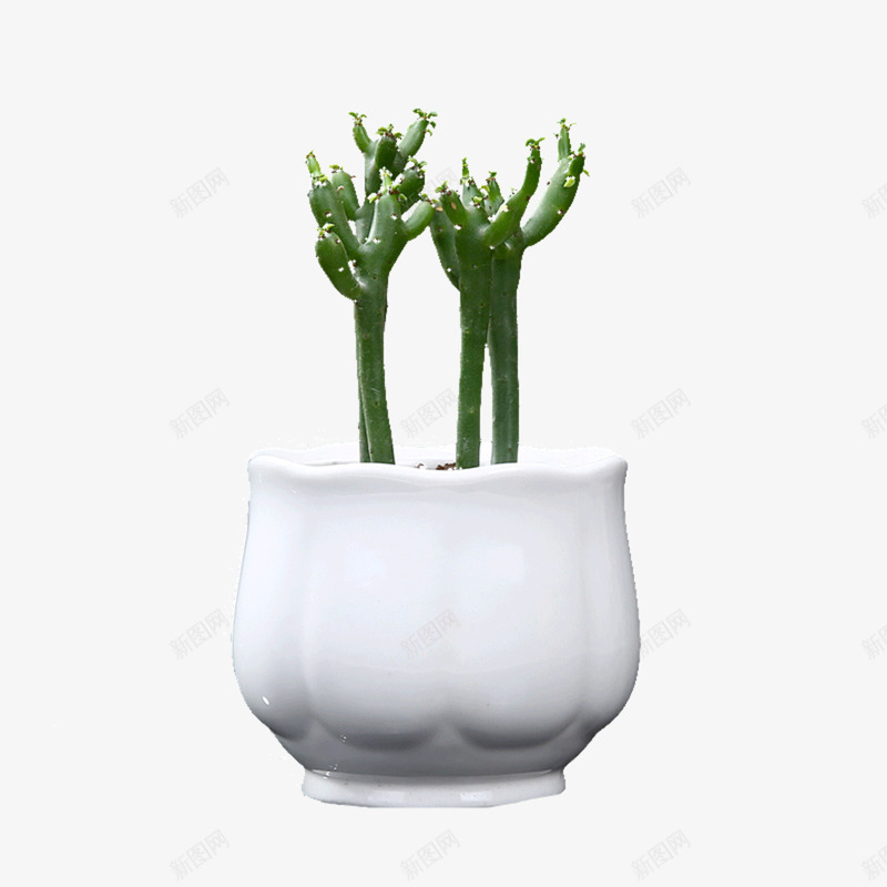 实物多肉植物珊瑚树png免抠素材_88icon https://88icon.com 产品实物 光棍树 多肉 植物 珊瑚树 盆裁 绿植 花盆