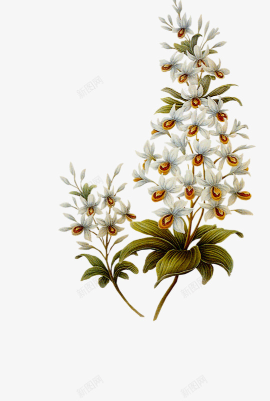 红色花瓣花朵花叶绿色叶子花枝png免抠素材_88icon https://88icon.com 叶子花 红色 绿色 花叶 花朵 花瓣