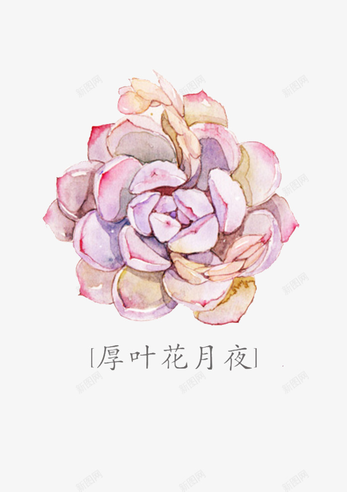 厚叶花月夜png免抠素材_88icon https://88icon.com 厚叶花月夜 多肉 多肉植物 彩铅 手绘 植物 水彩 盆栽 肉肉 花朵