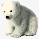 北极熊宝宝素材