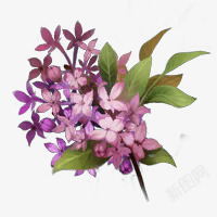 紫色花朵绿叶花枝素材