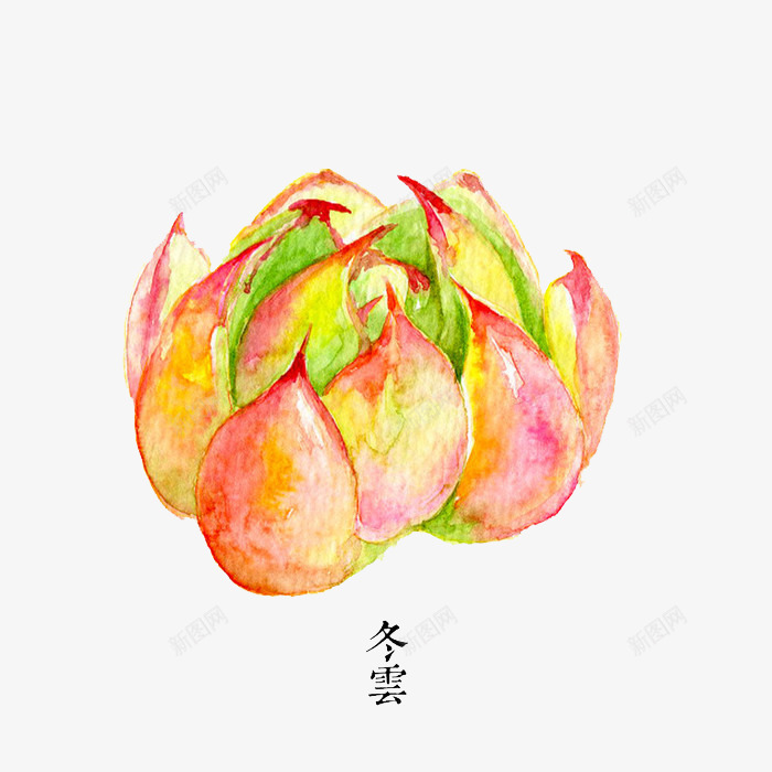 冬云多肉png免抠素材_88icon https://88icon.com 冬云 多肉 多肉植物 彩铅 手绘 植物 水彩 盆栽 肉肉 花朵