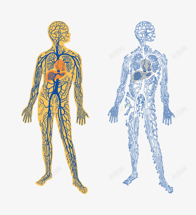 人体脉络png免抠素材_88icon https://88icon.com 人体 医生 医院 源文件 科学 脉络图