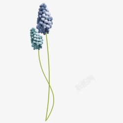 花枝花草两朵蓝色花素材