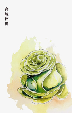 山地玫瑰山地玫瑰高清图片
