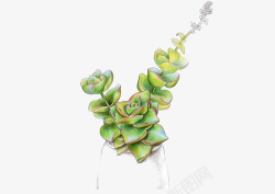 手绘多肉植物素材