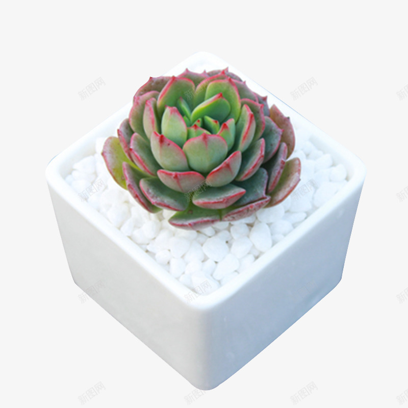 观音莲多肉植物png免抠素材_88icon https://88icon.com 多肉 室内迷你花卉 植物 盆栽 精品 观音莲 长生草系列