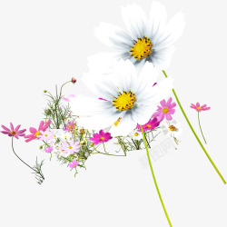 白色花朵花枝花丛装饰素材