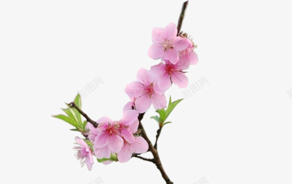 花卉装饰png免抠素材_88icon https://88icon.com 桃花枝 粉色 花卉 装饰图案