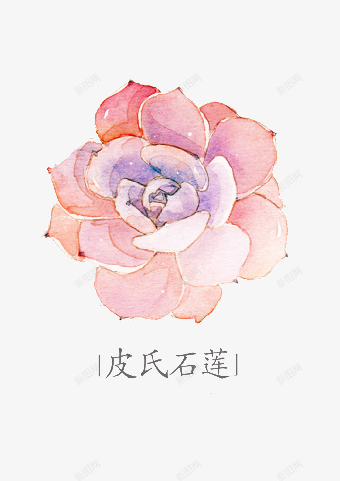 皮氏石莲png免抠素材_88icon https://88icon.com 多肉 多肉植物 彩铅 手绘 植物 水彩 皮氏石莲 盆栽 肉肉 花朵