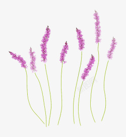 紫色漂亮花枝素材