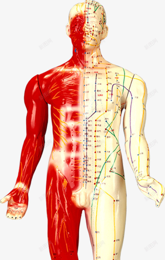 医院穴位图png免抠素材_88icon https://88icon.com 医院 宣传图 穴位 肌肉