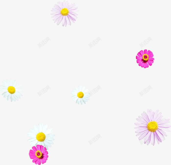 小雏菊医院感谢信png免抠素材_88icon https://88icon.com 医院 感谢信 感谢信字 素材