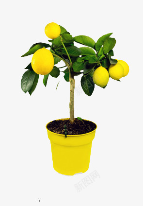 一棵长满柠檬的树png免抠素材_88icon https://88icon.com 柠檬 水果 维生素C 黄色