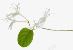 白色花朵花枝植物装饰素材