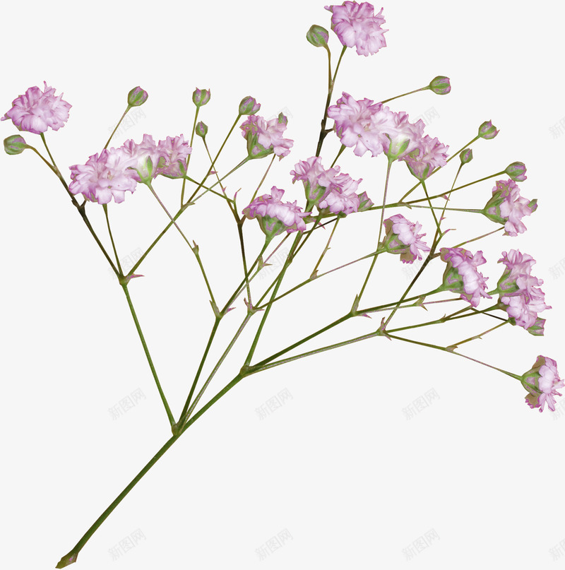 抽象鲜花抽象花朵png免抠素材_88icon https://88icon.com 唯美 抽象花朵素材 抽象鲜花图片素材抽象花朵图片 抽象鲜花素材 紫色 紫色唯美花枝免费下载 花枝 鲜花花卉