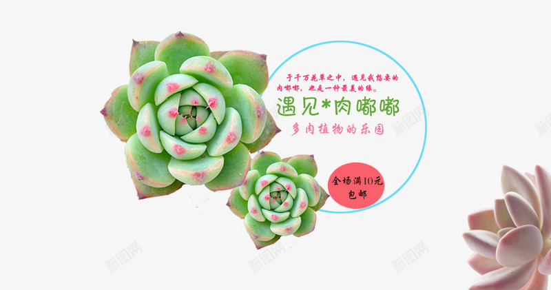 花纹png免抠素材_88icon https://88icon.com 多肉 植物 肉 花纹 遇见