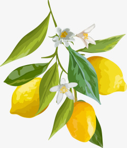 卡通柠檬白色花朵树叶矢量图素材