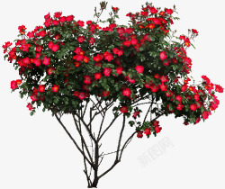 红色花朵花树花枝素材