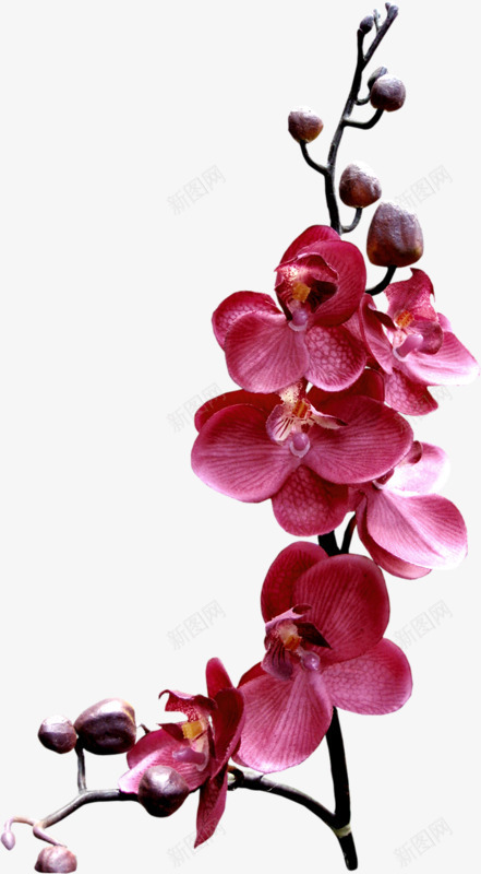兰花红色兰花花枝花苞png免抠素材_88icon https://88icon.com 兰花 红色 花枝 花苞