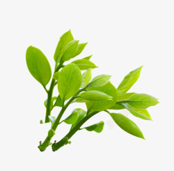 小清新夏日植物绿色树苗素材