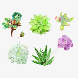 山地玫瑰多肉植物们高清图片