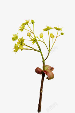 透明小绿花花枝素材