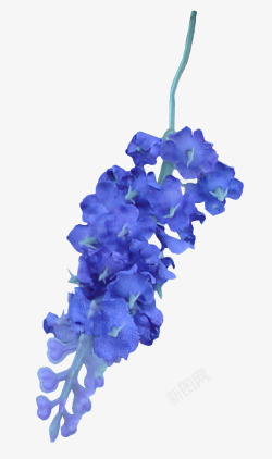 蓝色花枝素材