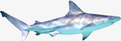 卡通海底夏日动物鲨鱼素材