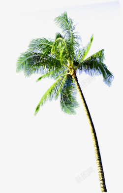 夏日旅行椰树植物素材